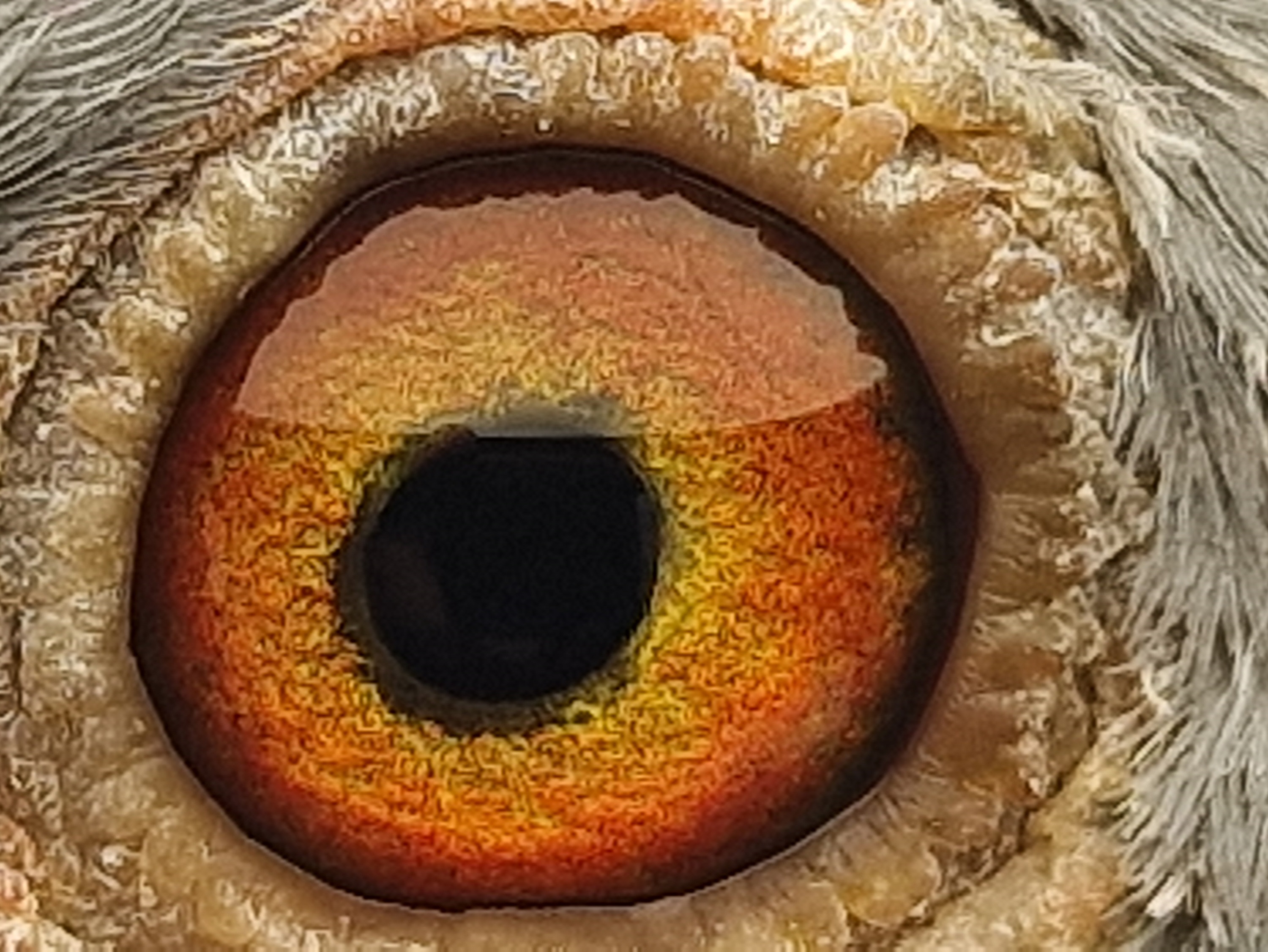 Pigeon eye